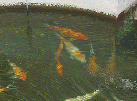 店内の池では鯉が泳いでいます